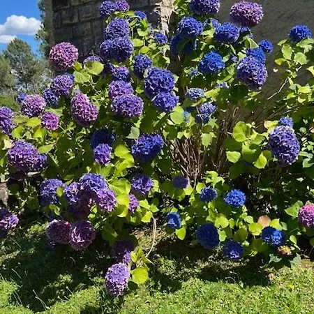 D'hotes Le Chant Des Pins En Cevennes Bed & Breakfast